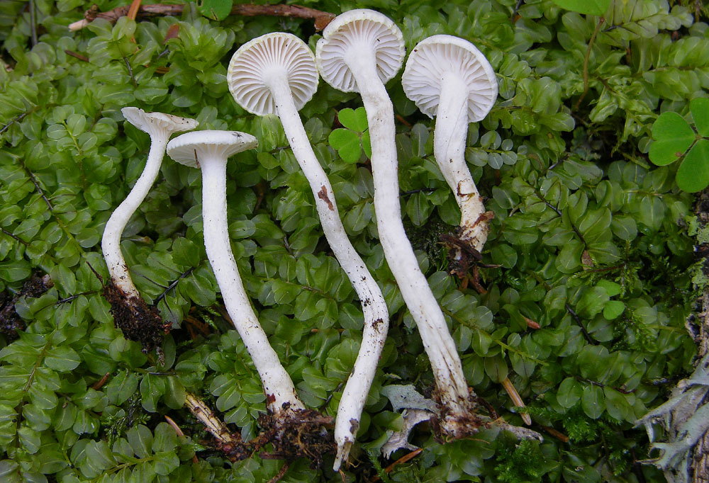 Hygrophorus odoratus